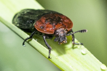 Oiceoptoma thoracicum