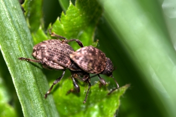 Otiorhynchus raucus