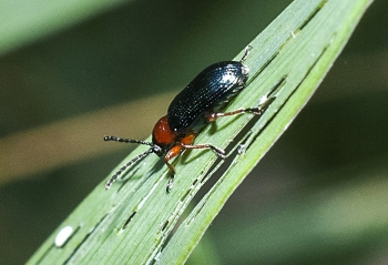 Oulema sp