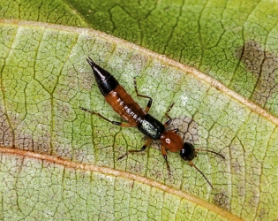 Paederus fuscipes