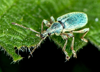 Phyllobius argenteus