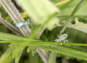 Phyllobius argenteus