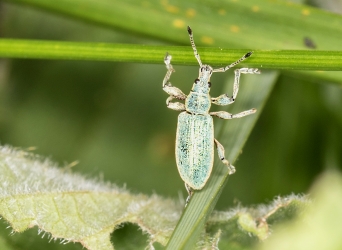 Phyllobius argenteus