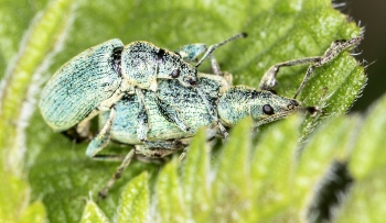 Phyllobius argenteus