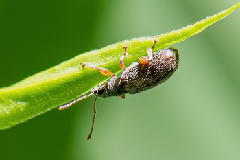 Phyllobius oblongus