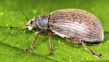 Phyllobius pyri