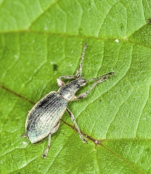 Phyllobius spec. 