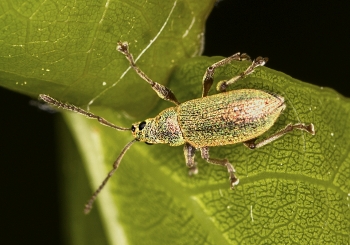 Phyllobius spec. 