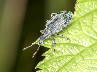 Phyllobius spec. 