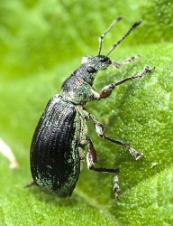 Phyllobius spec. 