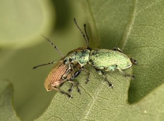 Phyllobius spec. 