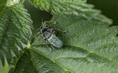 Phyllobius virideaeris