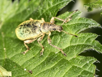 Phyllobius viridearis