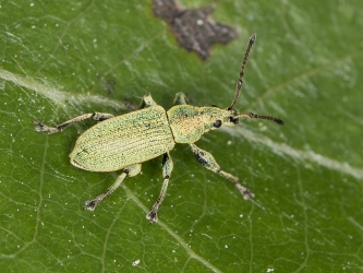 Phyllobius viridearis