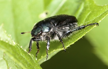 Phyllopertha horticola