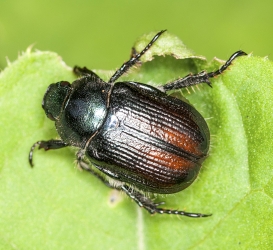 Phyllopertha horticola