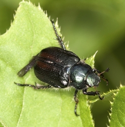 Phyllopertha horticola