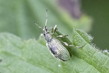 Phylobius pomaceus