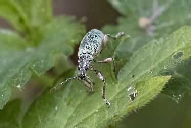 Phylobius pomaceus