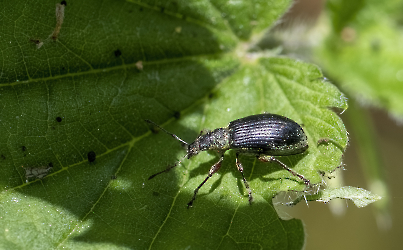 Phylobius pomaceus