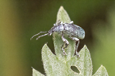 Phylobius pomaceus