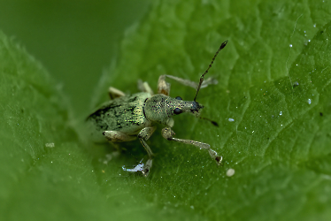 Phylobius pomaceus