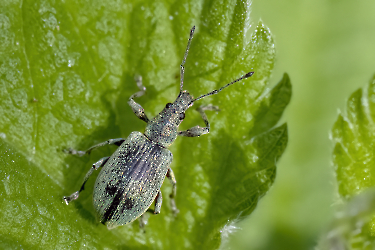 Phylobius pomaceus