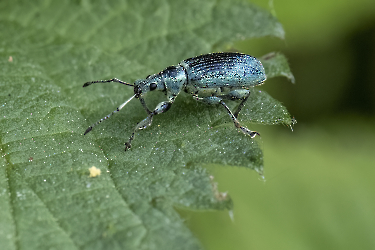 Phylobius spec.