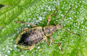 Polydrusus cervinus