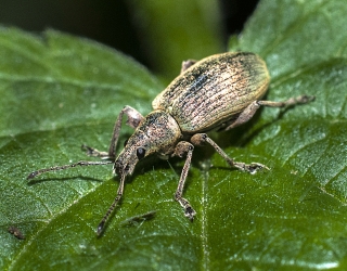 Polydrusus cervinus