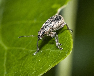 Polydrusus cervinus