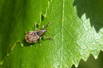 Polydrusus tereticollis