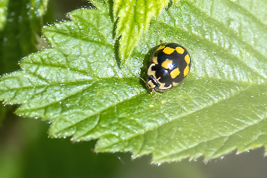 Propylea quatuordecimpunctata