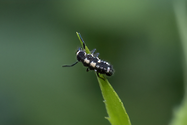 Propylea quatuordecimpunctata