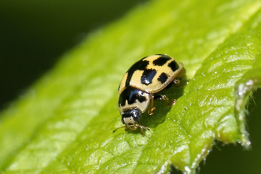 Propylea quatuordecimpunctata