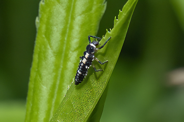 Propylea quatuordecimpunctata