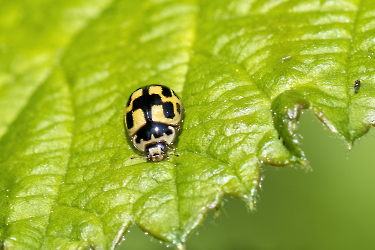 Propylea quatuordecimpunctata