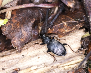 Pterostichus quadrifoveolatus