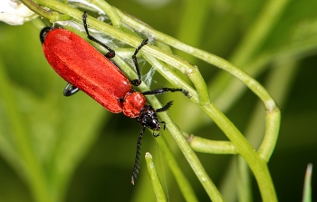 Pyrochroa coccinae