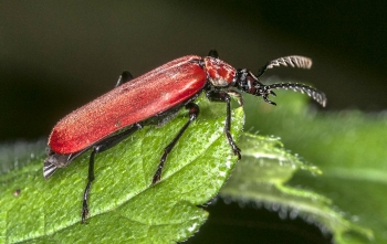 Pyrochroa coccinae