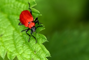 Pyrochroa coccinae