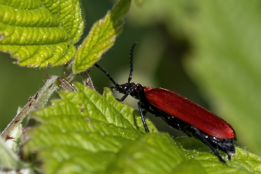 Pyrochroa coccinae