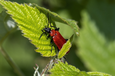 Pyrochroa coccinae