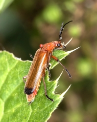 Rhagonycha fulva