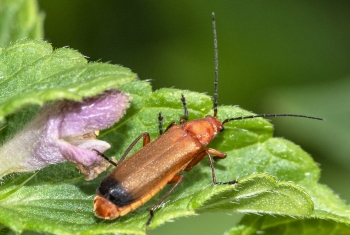 Rhagonycha fulva