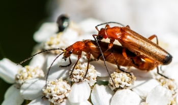 Rhagonycha fulva