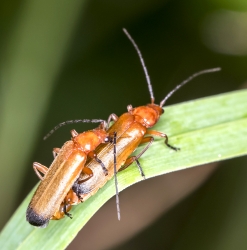 Rhagonycha fulva