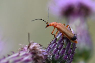 Rhagonycha fulva