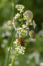 Rhagonycha fulva