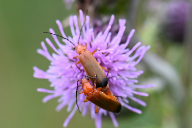 Rhagonycha fulva